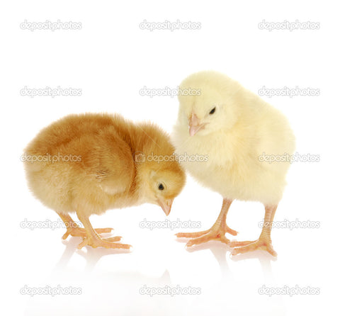 Chicks